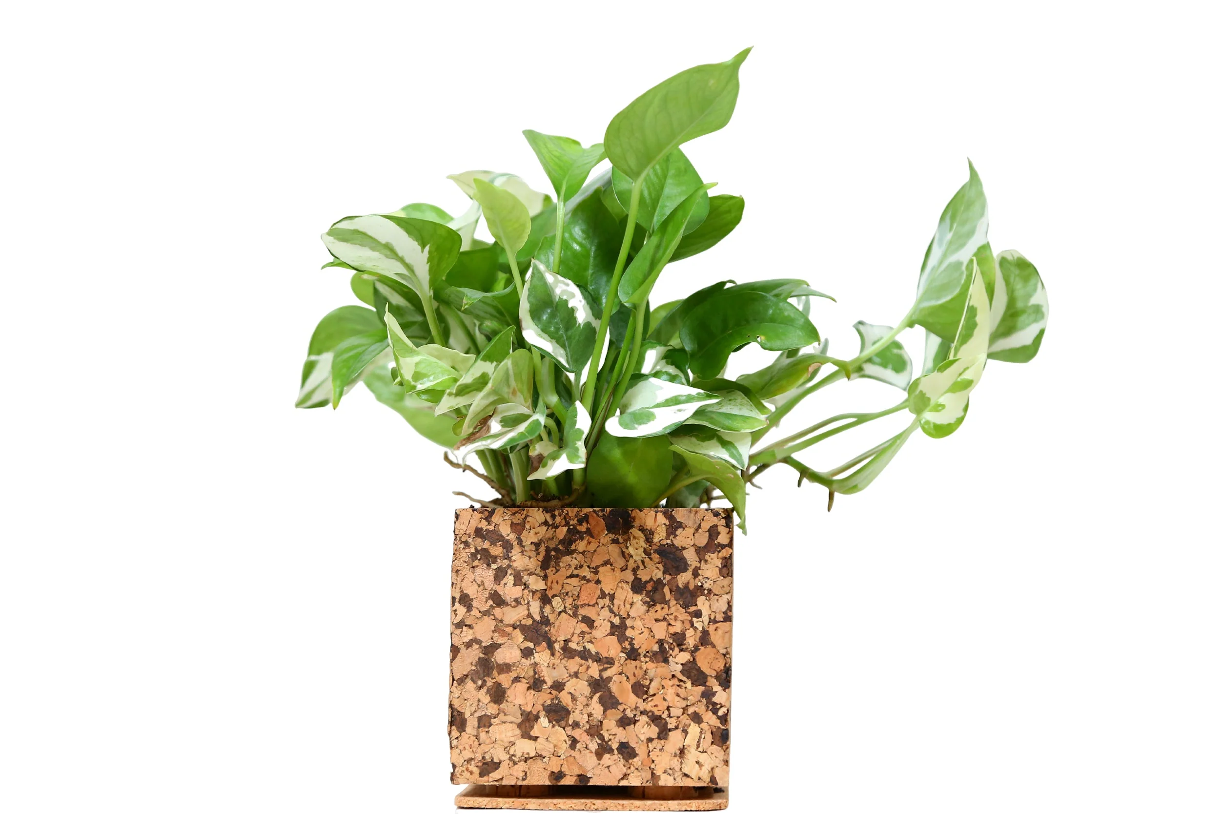 Chocochip Textured Planter