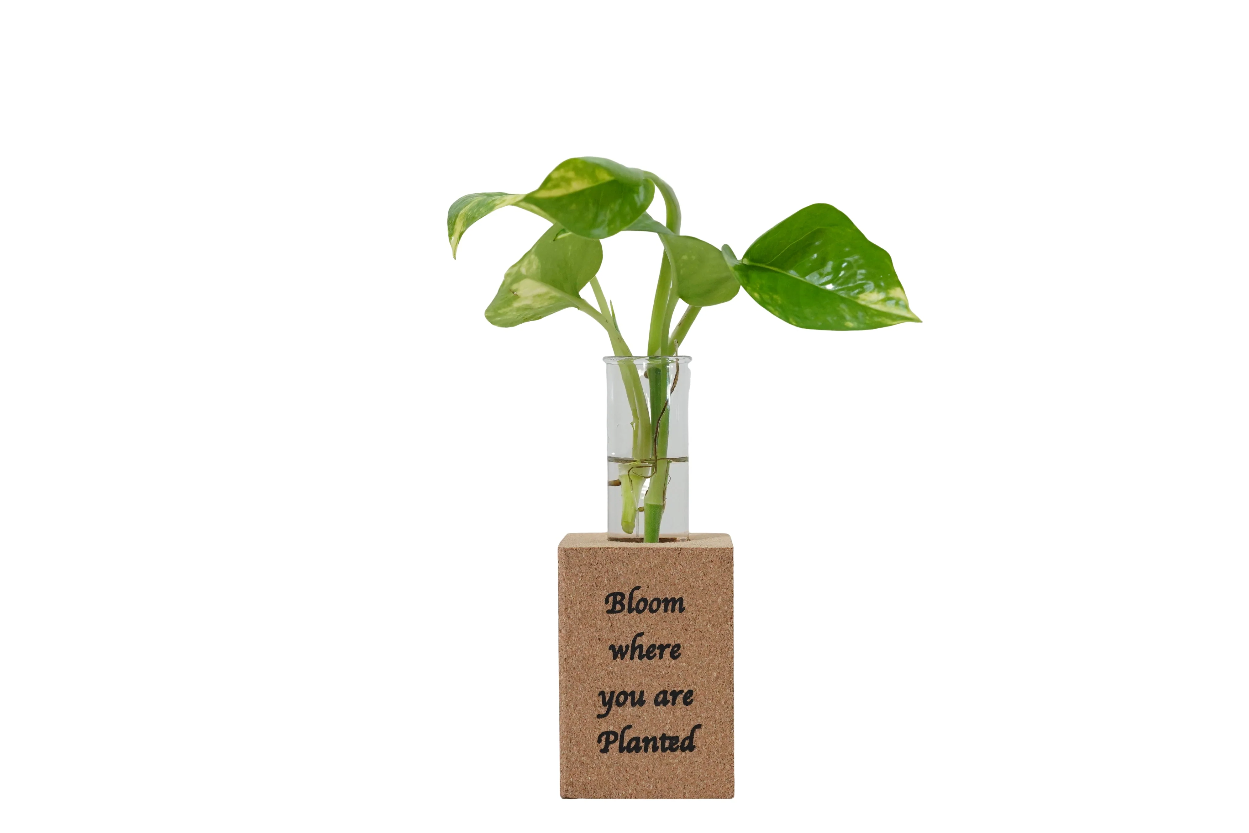 Fridge Magnet Planter Bloom Where Planted With Test Tube